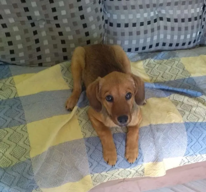 Cachorro ra a SRD idade 2 a 6 meses nome NUTELLA