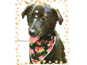 Cachorro raça SRD idade 3 anos nome BIA
