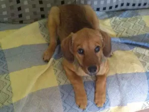 Cachorro raça SRD idade 2 a 6 meses nome NUTELLA
