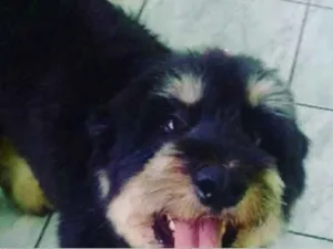 Cachorro raça sheep dog idade 6 ou mais anos nome Chanel