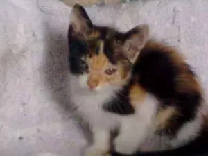 Gato raça S.R.D idade Abaixo de 2 meses nome Mia
