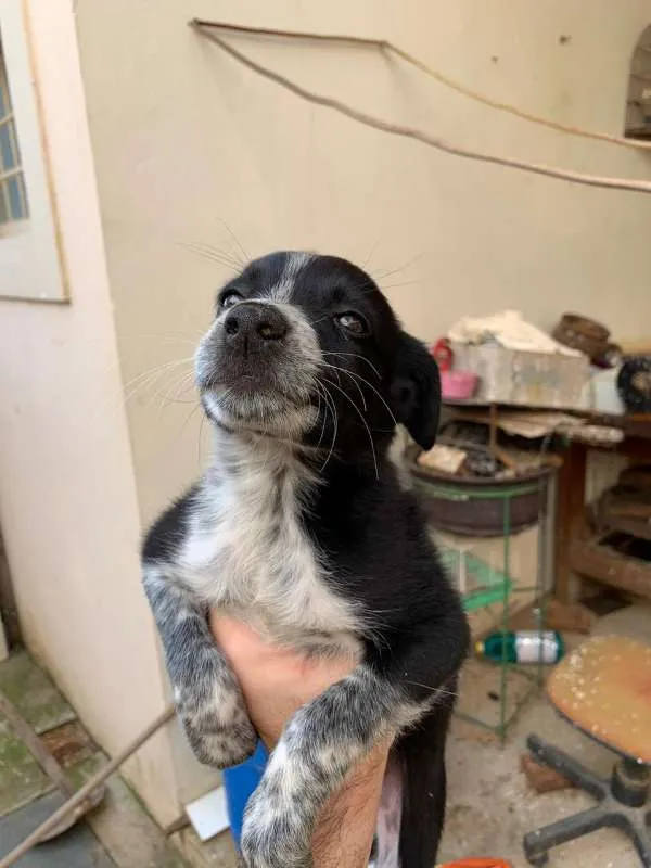 Cachorro ra a Border Collie idade 2 a 6 meses nome Border Collie