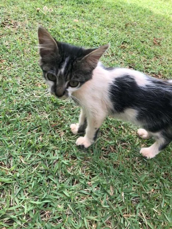 Gato ra a sem raça idade 2 a 6 meses nome sem nome
