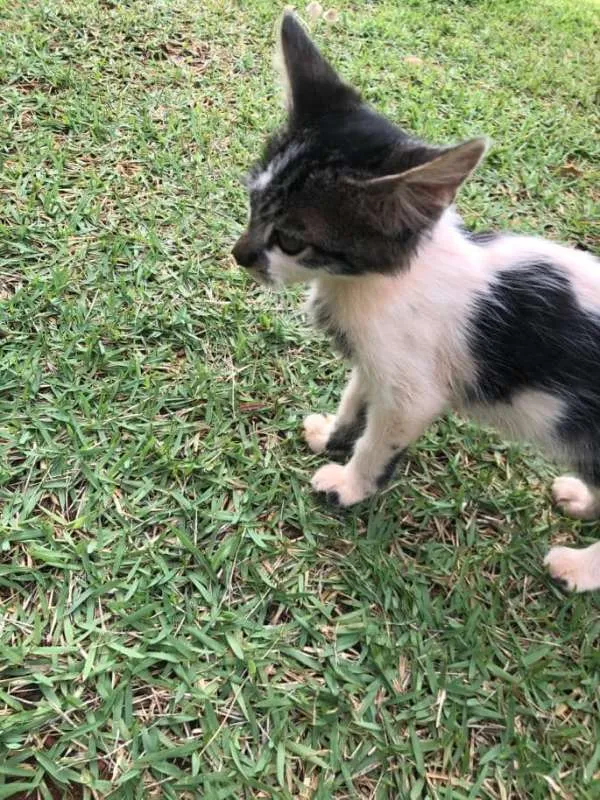 Gato ra a sem raça idade 2 a 6 meses nome sem nome