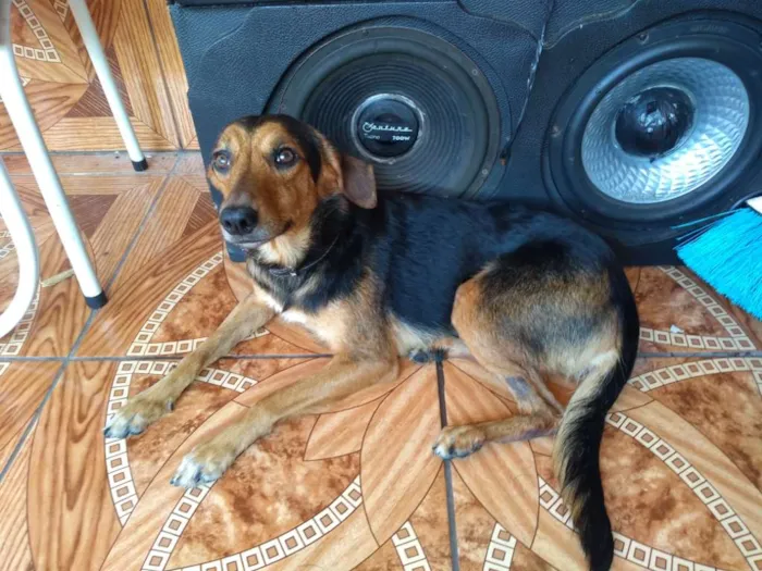 Cachorro ra a Sem Raça definida idade 2 anos nome Nina