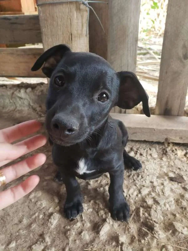 Cachorro ra a  idade 2 a 6 meses nome nao tem ainda