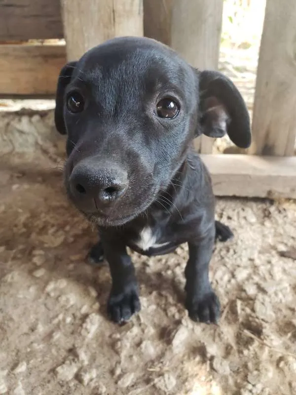 Cachorro ra a  idade 2 a 6 meses nome nao tem ainda