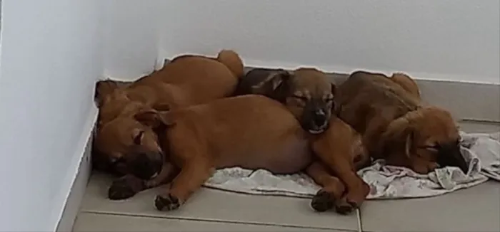 Cachorro ra a Não sei  idade Abaixo de 2 meses nome Não sei 