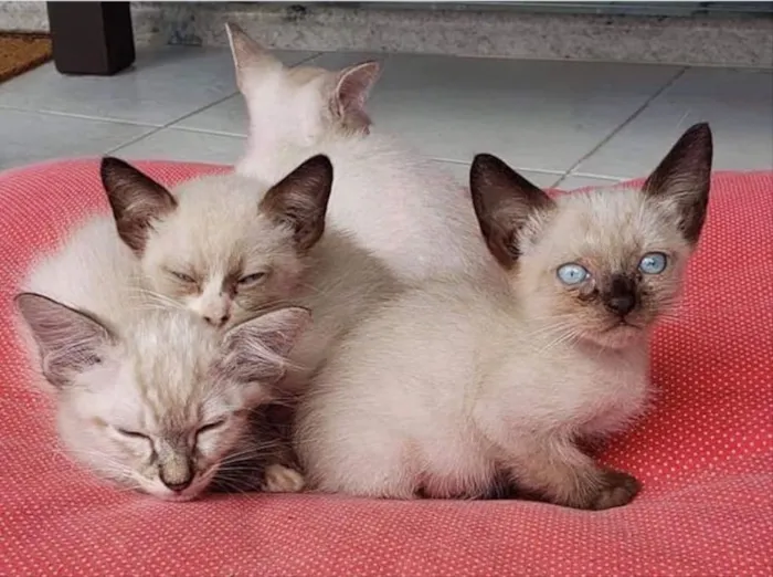 Gato ra a Não sei  idade Abaixo de 2 meses nome Não sei 