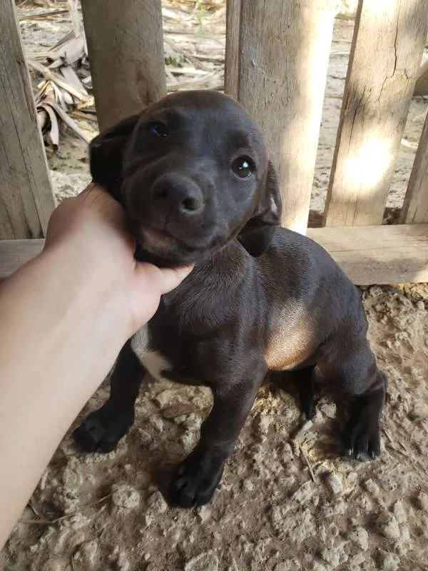 Cachorro ra a  idade 2 a 6 meses nome nao tem ainda