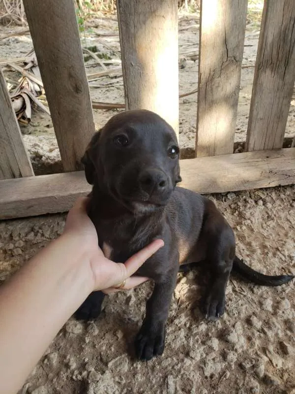 Cachorro ra a  idade 2 a 6 meses nome nao tem ainda
