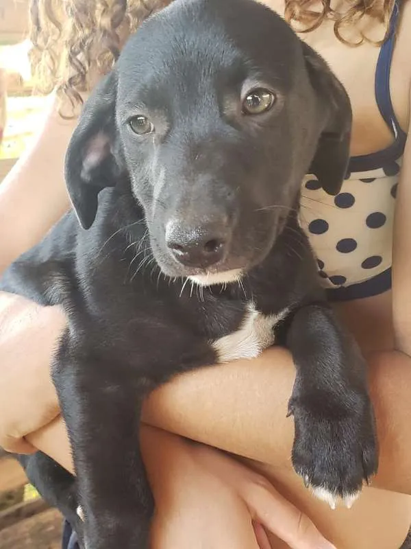 Cachorro ra a  idade 2 a 6 meses nome nao tem ainda