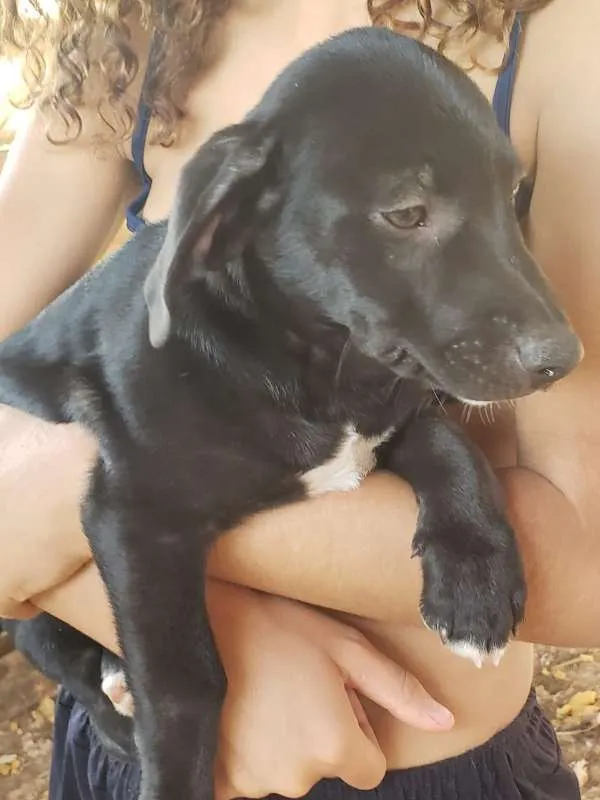 Cachorro ra a  idade 2 a 6 meses nome nao tem ainda