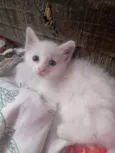 lilly
