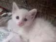 lilly