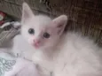 lilly