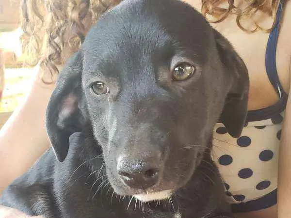 Cachorro ra a  idade 2 a 6 meses nome nao tem ainda