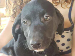 Cachorro raça  idade 2 a 6 meses nome nao tem ainda