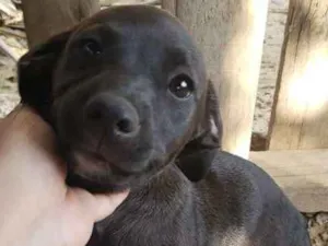 Cachorro raça  idade 2 a 6 meses nome nao tem ainda