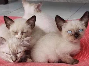Gato raça Não sei  idade Abaixo de 2 meses nome Não sei 