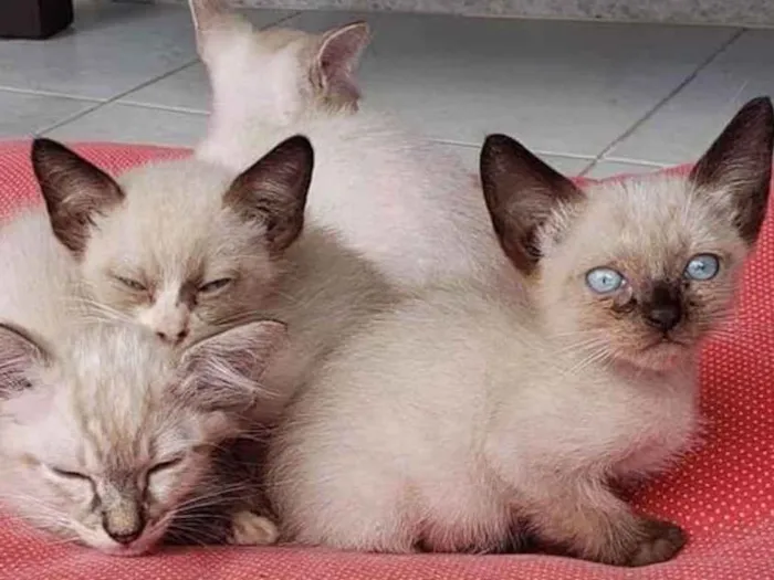 Gato ra a Não sei  idade Abaixo de 2 meses nome Não sei 