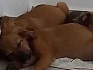 Cachorro raça Não sei  idade Abaixo de 2 meses nome Não sei 