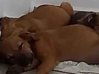 Cachorro ra a Não sei  idade Abaixo de 2 meses nome Não sei 