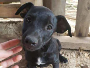 Cachorro raça  idade 2 a 6 meses nome nao tem ainda