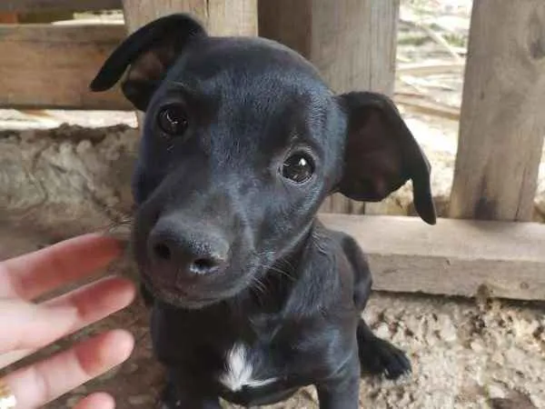Cachorro ra a  idade 2 a 6 meses nome nao tem ainda