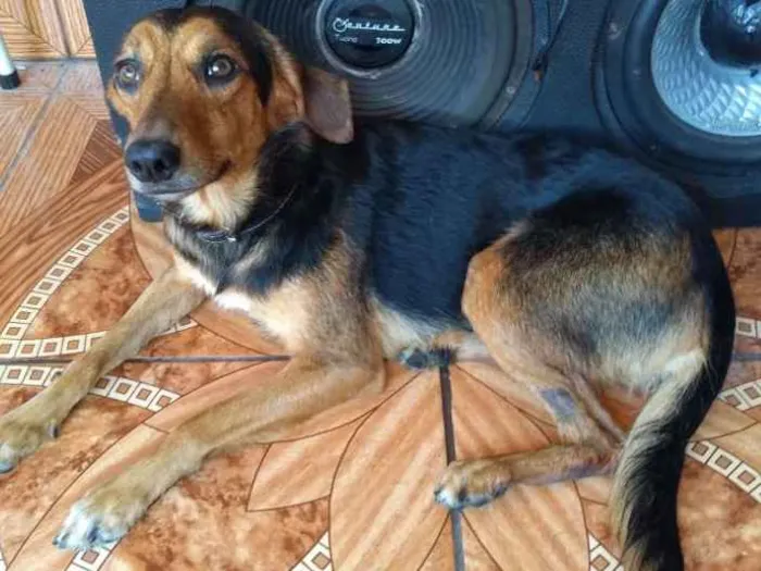 Cachorro ra a Sem Raça definida idade 2 anos nome Nina