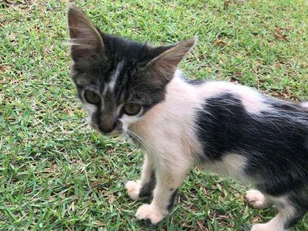 Gato ra a sem raça idade 2 a 6 meses nome sem nome