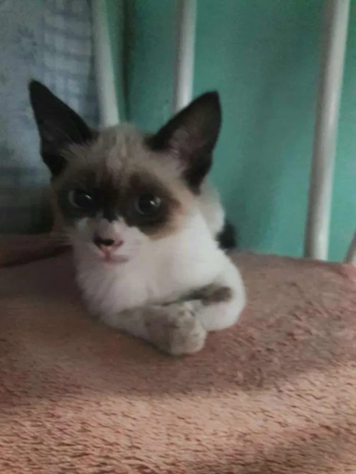 Gato ra a Siamês e SRDs  idade 2 a 6 meses nome Nomes diversos 