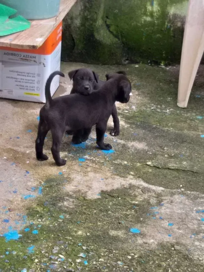 Cachorro ra a Vira lata   idade Abaixo de 2 meses nome Cachorrinhos