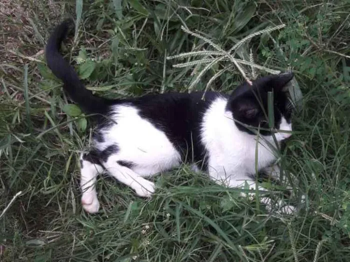 Gato ra a Siamês e SRDs  idade 2 a 6 meses nome Nomes diversos 