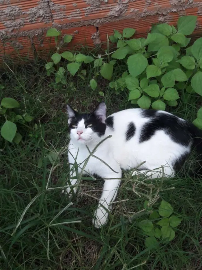 Gato ra a Siamês e SRDs  idade 2 a 6 meses nome Nomes diversos 
