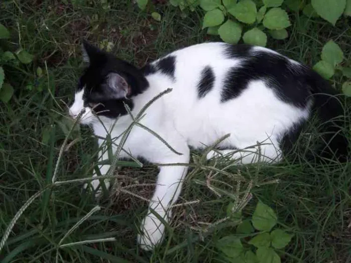 Gato ra a Siamês e SRDs  idade 2 a 6 meses nome Nomes diversos 