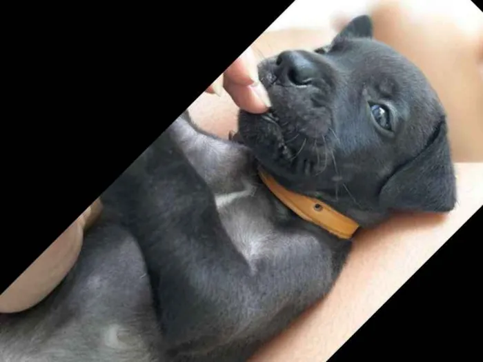 Cachorro ra a Vira lata   idade Abaixo de 2 meses nome Cachorrinhos