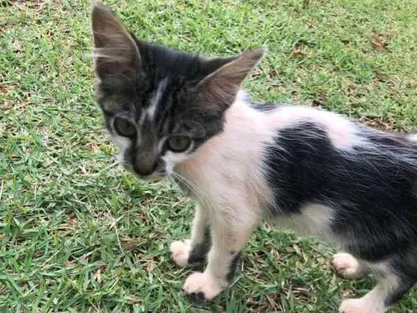 Gato ra a sem raça idade 2 a 6 meses nome sem nome