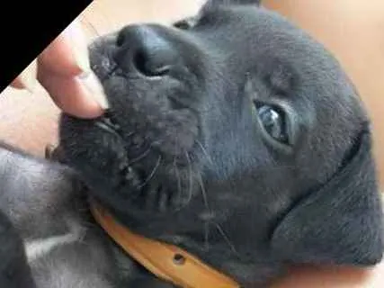 Cachorro ra a Vira lata   idade Abaixo de 2 meses nome Cachorrinhos