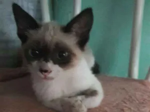 Gato raça Siamês e SRDs  idade 2 a 6 meses nome Nomes diversos 