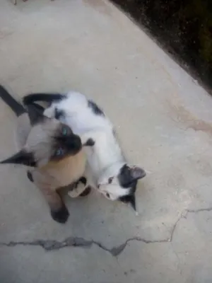 Gato raça Vira lata idade 2 a 6 meses nome Sem nomes