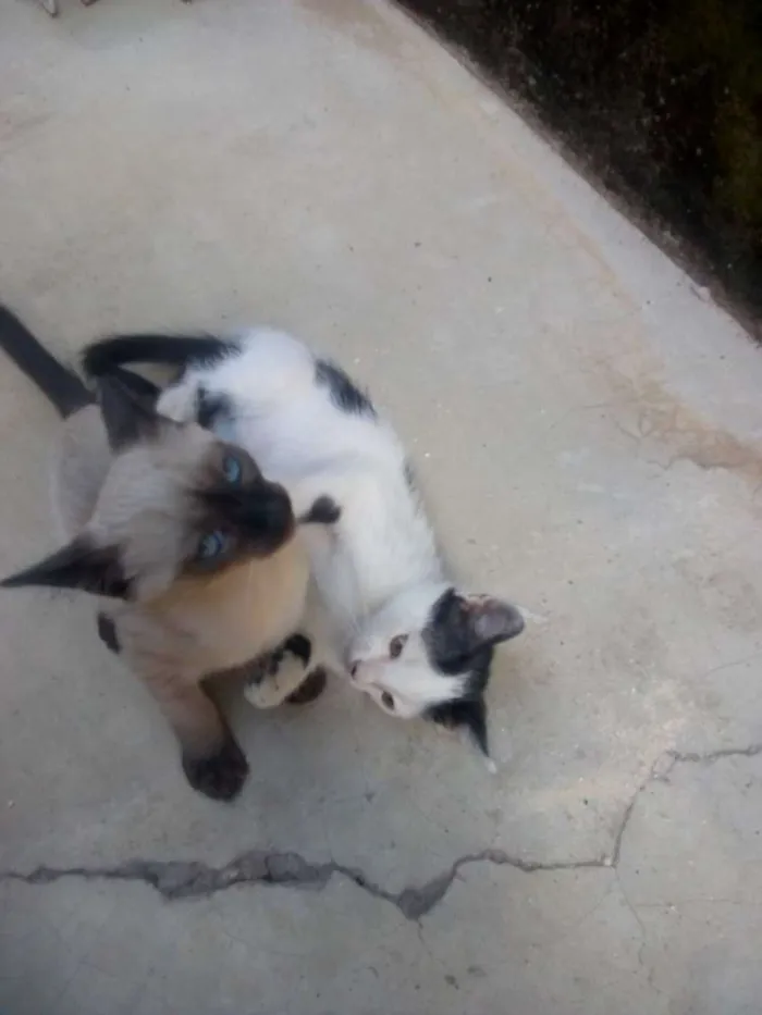 Gato ra a Vira lata idade 2 a 6 meses nome Sem nomes