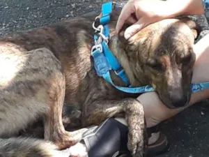 Cachorro raça SRD idade 2 anos nome Tigre