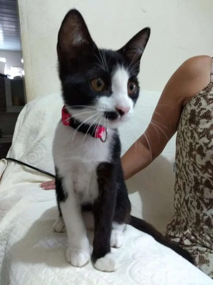 Gato ra a viralata idade 2 a 6 meses nome Jabuticaba