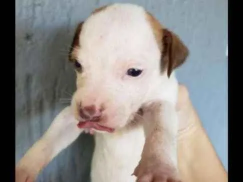 Cachorro ra a Pitbull com viralata idade Abaixo de 2 meses nome Nao definido 
