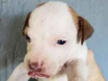 Cachorro ra a Pitbull com viralata idade Abaixo de 2 meses nome Nao definido 