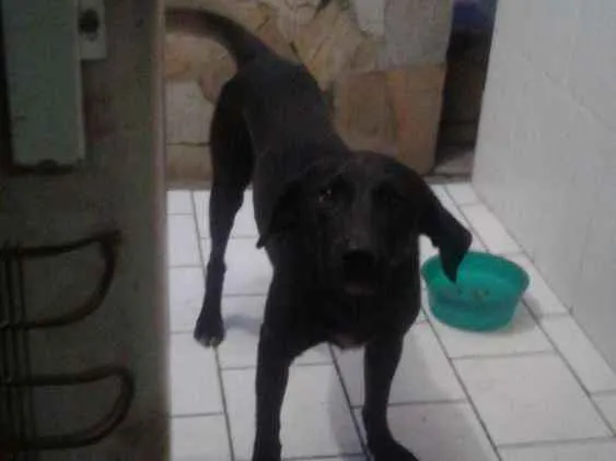 Cachorro ra a Viralata misturado com labrado idade 2 anos nome Sabrino