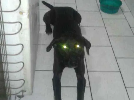 Cachorro ra a Viralata misturado com labrado idade 2 anos nome Sabrino