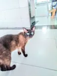 Leonardo
