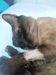 Leonardo